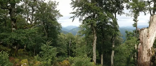 La forêt d'Iraty