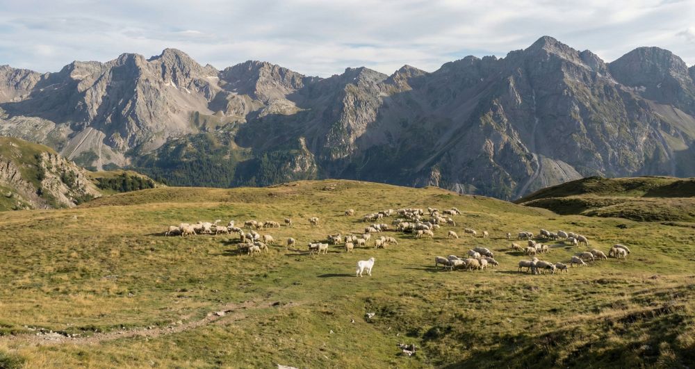 Un Patou à côté d'un troupeau de moutons