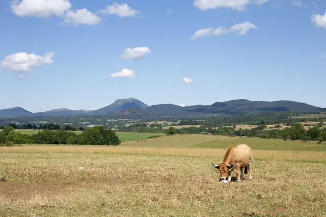 Aubrac